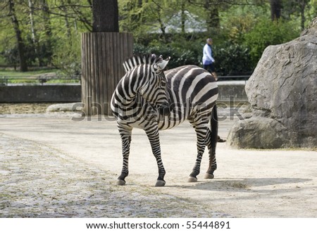 one cute zebra in zoo
