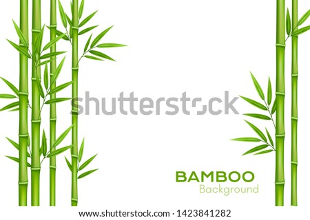 Bamboo background with place for text. Realistic vector illustration with green bamboo stems with leaves.