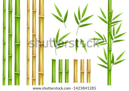 Bamboo green and brown decoration elements in realistic style. Seamless vertical borders from stems, isolated leaves and sticks and fresh natural plant.