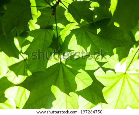 Bright green leaves of the maple tree in the sunshine.