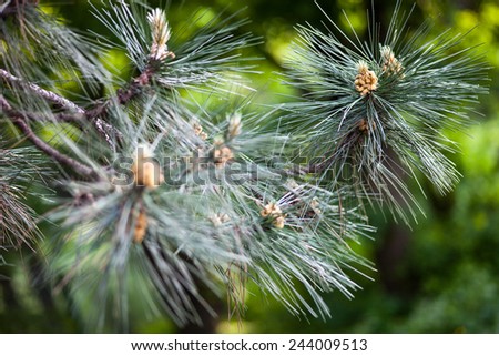 Scots pine branches with yellow pollen-producing male cones