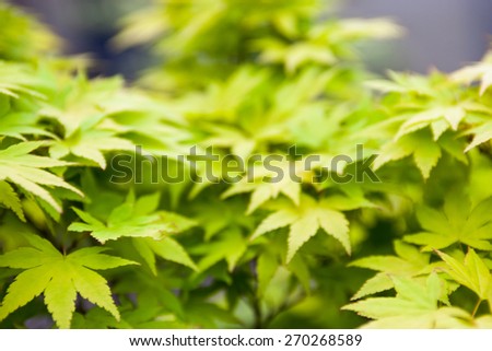Green leaves of the Japanese maple blur (Acer palmatum)