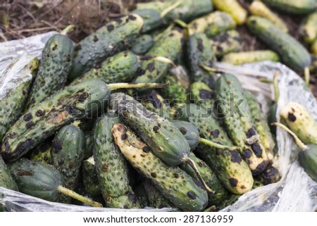 Piles of rotten cucumbers on the landfill. Close up.
