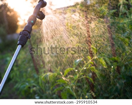 Garden sprayer spraying water over young green tomato stems.