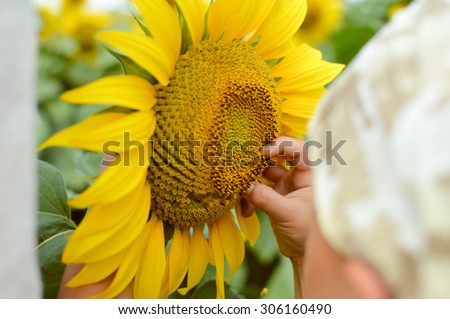 Picture closeup on child hand drawing smile to sunflower on summer outdoors background