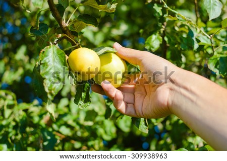 Closeup of one hand picking two yellow apples from tree branch with green leaves. Harvest time in countryside garden.