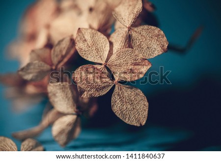 Similar – Image, Stock Photo Dry hydrangea flowers in neutral colors on a table in the living room at home. Apartment decor in minimalist style with soft warm sunny light.