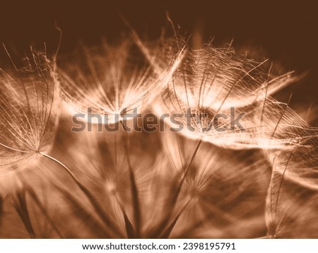 Similar – Image, Stock Photo Fluffy soft seed umbels on already withered stems