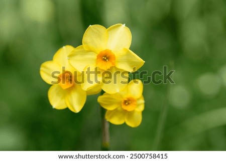 Foto Bild Gelbe Narzissenblüten mit Blütenblättern auf weißem Hintergrund, Draufsicht, Rand