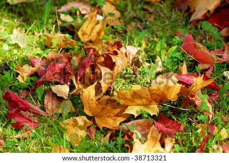 Fall autumn red  leaf of maple background