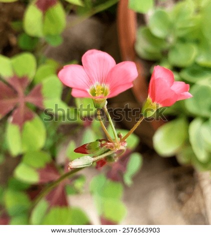 Similar – Image, Stock Photo red lucky clover