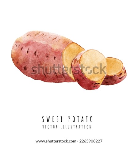 Sweet potato hand drawn watercolor painting isolated on white background