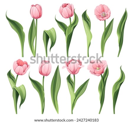 Similar – Foto Bild tulpe. Tulpe Blume