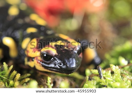 Fire Salamander (Salamandra salamandra) on moss background