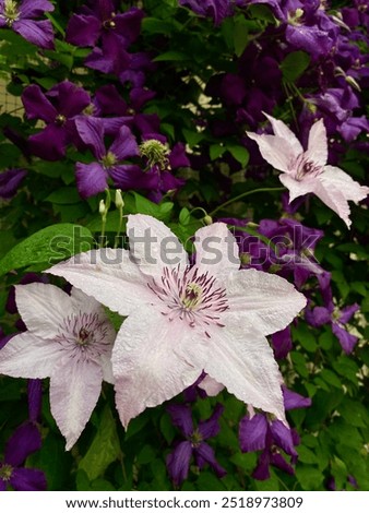 Similar – Foto Bild blühende Clematis in der Hecke