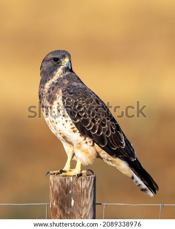 Swainson's hawk  sitting out int he open with clean background and warm colors Imagine de stoc © 