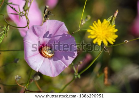 A colorful snail shell lies in the middle of a pandour blossom on a sunny day. Imagine de stoc © 