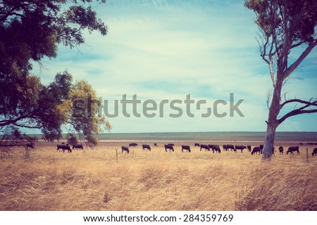 Australian Outback bush desert arid dry country Australia fence cattle gum tree