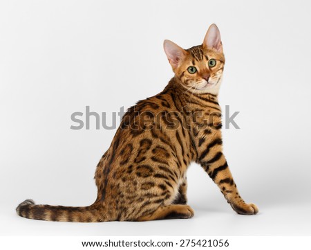 Bengal Cat Sits on White background and Looking in camera