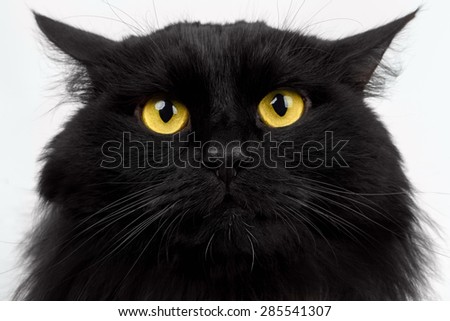 Close-up Angry Black Cat with Yellow Eyes on White