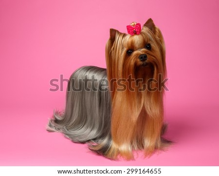 Yorkshire Terrier Dog with long groomed Hair Stands on Pink  background