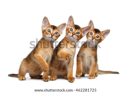 Similar – Image, Stock Photo three curious kittens side by side inside of cat pet cave