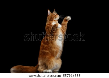 Similar – Image, Stock Photo Maine Coon cat jumps