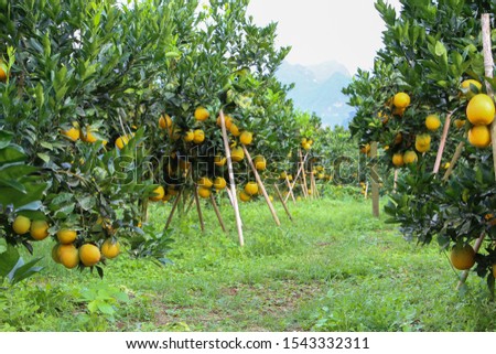 Orchard harvest of ripe orange trees low angle view background 商業照片 © 