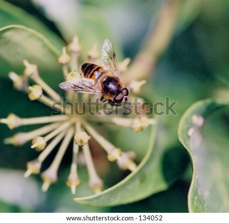 Hover Fly on ivy flowers