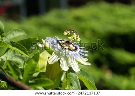 Image, Stock Photo passion flower Environment