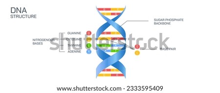 DNA is a double helical structure composed of nucleotides. The two helices are joined together by hydrogen bonds. The DNA also bears a sugar-phosphate backbone. Deoxyribonucleic acid vector 