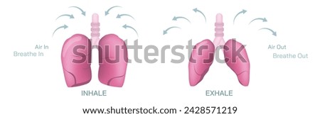 spiration or ventilation vector illustration. the action of breathing and the function of lungs. lungs vector images. smoker and non smoker lungs. Breathe in, breathe out.