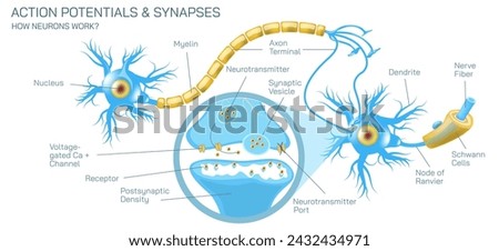 how neurotransmitter works? The process the brain neurons communicate each other anatomy vector illustration. Action potentials and synapses. multiple sclerosis formation. Motor neuron communication.