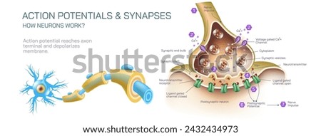 how neurotransmitter works? The process the brain neurons communicate each other anatomy vector illustration. Action potentials and synapses. multiple sclerosis formation. Motor neuron communication.