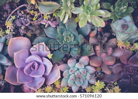 Similar – Image, Stock Photo Blooming desert agave in the Anza Borrego State Park, Caifornia