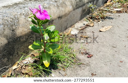Flower growth on concrete