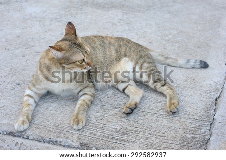 Cat seat on the concrete floor ,kitten in town