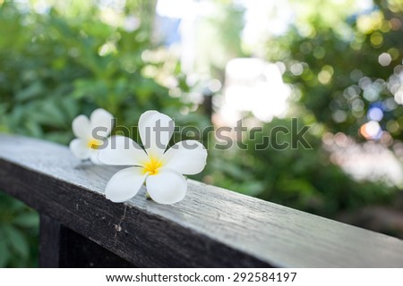 Plumeria Flower on wood ,Defocused tropical flowers frangipani on wood
