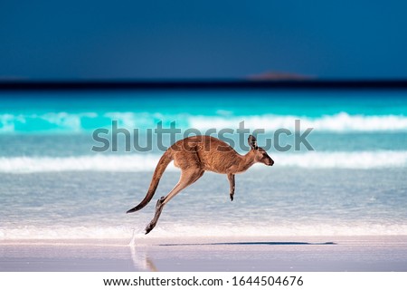Kangaroo hopping / jumping mid air on sand near the surf on the beach at Lucky Bay, Cape Le Grand National Park, Esperance, Western Australia