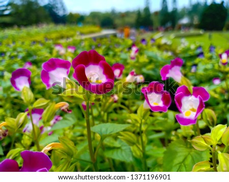 Taman Bunga Nusantara Flower Garden Indonesia Images And