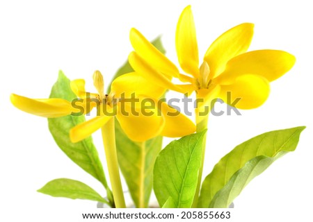Golden gardenia flower, Gardenia carinata, Central of Thailand