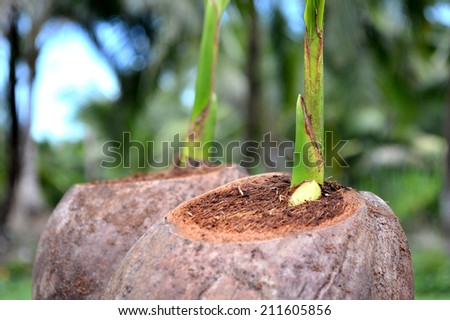 Young coconut tree, Cocos nucifera, Family Arecaceae from central of Thailand