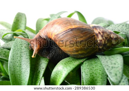 Land snail, Helix sp., Phylum Mollusca, Central of Thailand