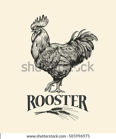 Rooster. Cock Illustration in Vintage engraving style. Grunge label, sticker for the farms and manufacturing depicting roster. Grunge label for the chicken product. Farm painting. Cockerel. Vector