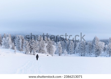 Similar – Image, Stock Photo Walk in the snow Outdoors