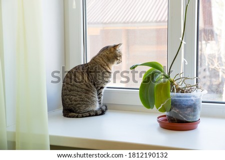 Similar – Foto Bild Katze guckt durch halb geschlossene Jalousie nach draußen