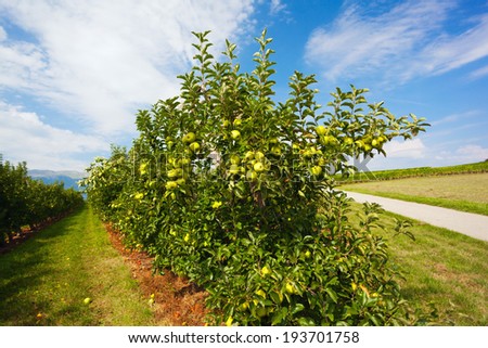 Apple trees on fruit farm in Switzerland