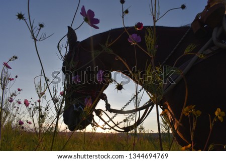 Similar – Foto Bild Drei Pferdeköpfe die aus dem Blickwinkel des Reiters fotografiert wurden