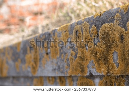 Similar – Image, Stock Photo Green lichen on the annual rings of an old tree trunk on a farm in Rudersau near Rottenbuch in the district of Weilheim-Schongau in Upper Bavaria