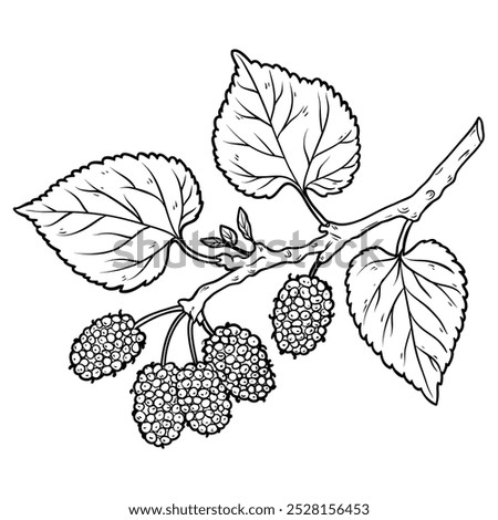 Black mulberries on the branch with leaves, outline vector illustration isolated on white, eps10